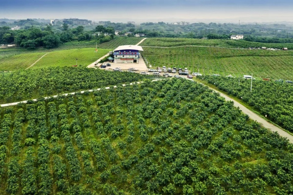 宇隆椒丰农业开发公司的花椒种植基地,该基地是重庆市农业农村委授牌的全市农产品出口基地。江津区委宣传部供图